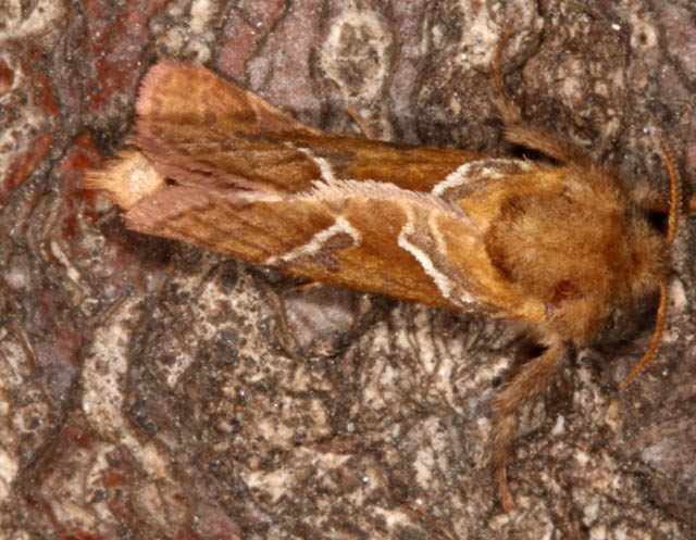 Triodia sylvina - Copyright Denis Bourgeois